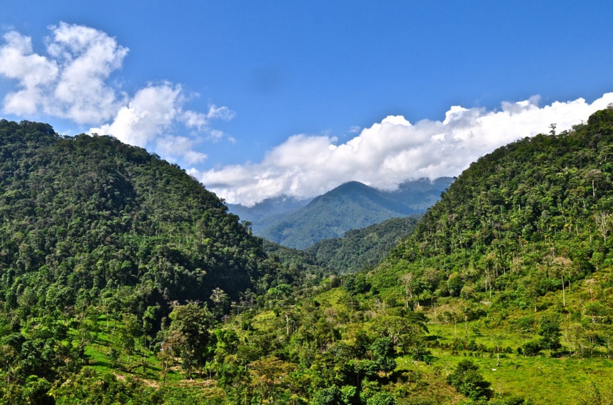 What does COVID-19 have to do with nature? These 5 articles explain