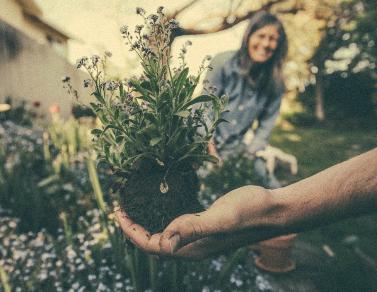 Green Synergy Creating a community space for gardening and wellbeing