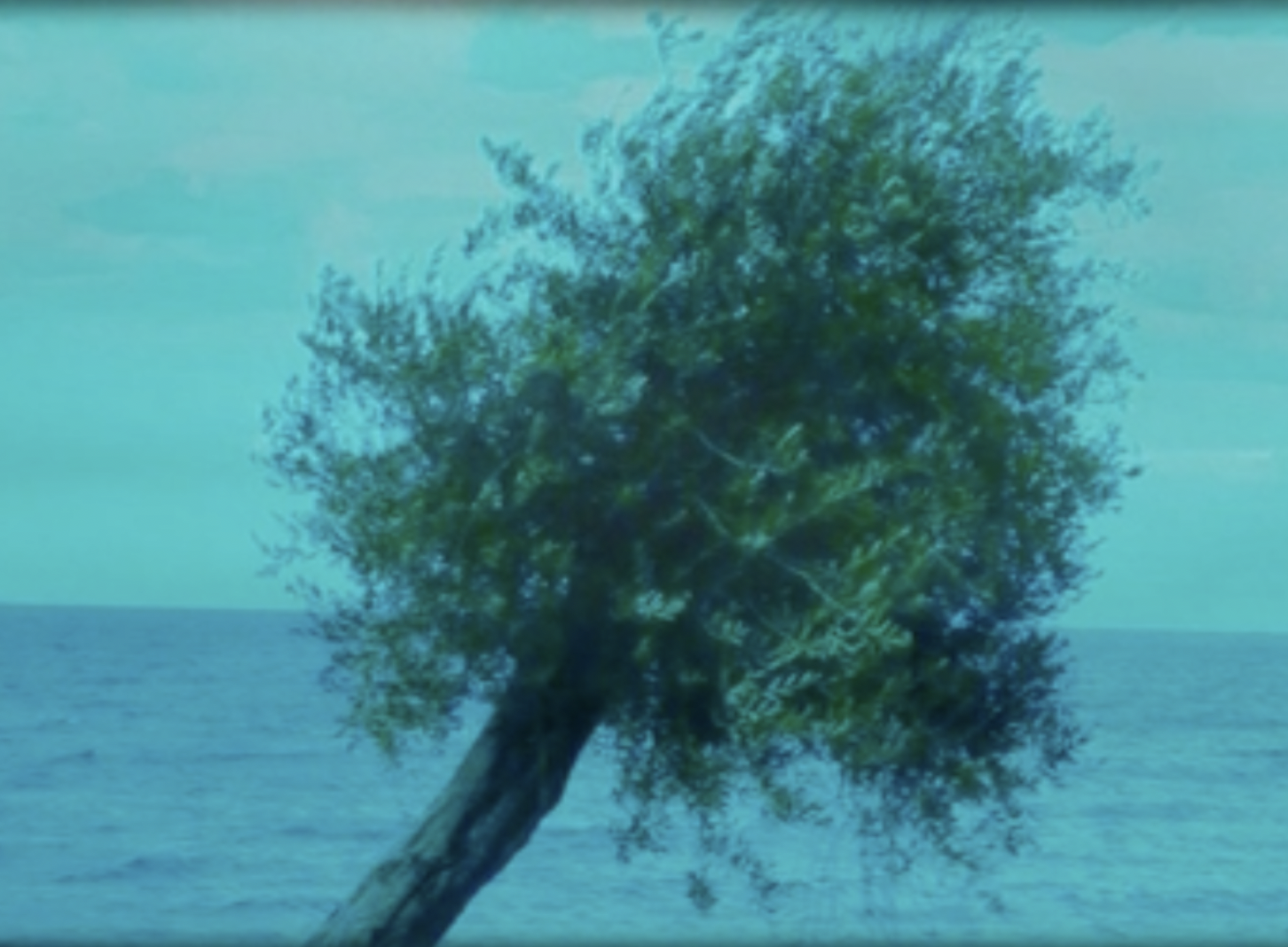 A lone olive tree leaning over a calm blue sea